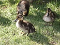 BUGA Schwerin   040